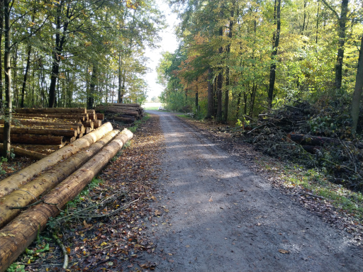 Bundeswaldinventur: Deutscher Wald durch Klimakrise erheblich geschädigt